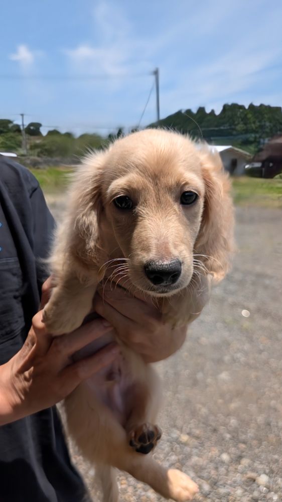 父犬 アーロンの写真 1枚目
