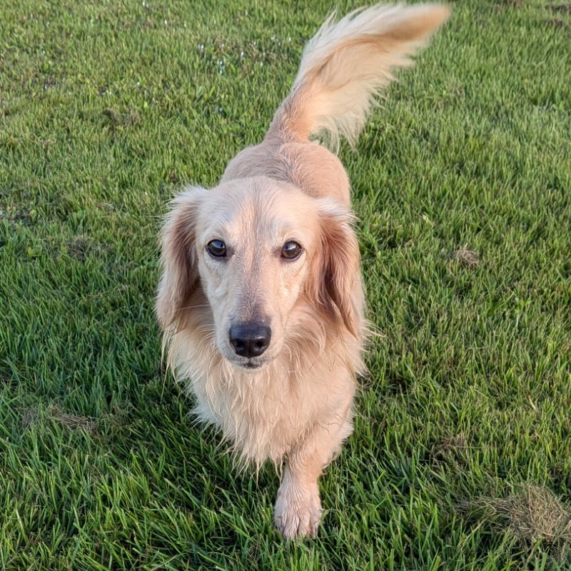 父犬 アーロンの写真 2枚目