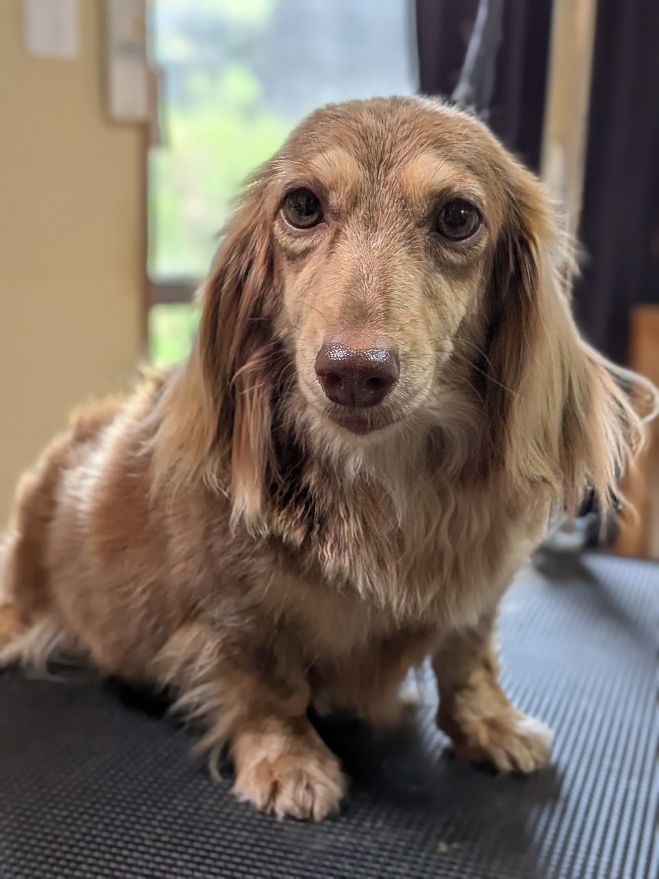 母犬 さらの写真 1枚目
