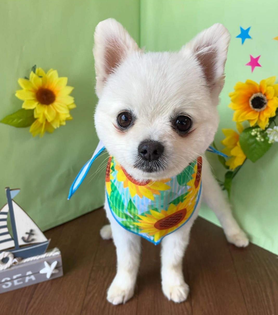 父犬 チェイスの写真 1枚目