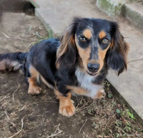 母犬 かえでの写真 1枚目