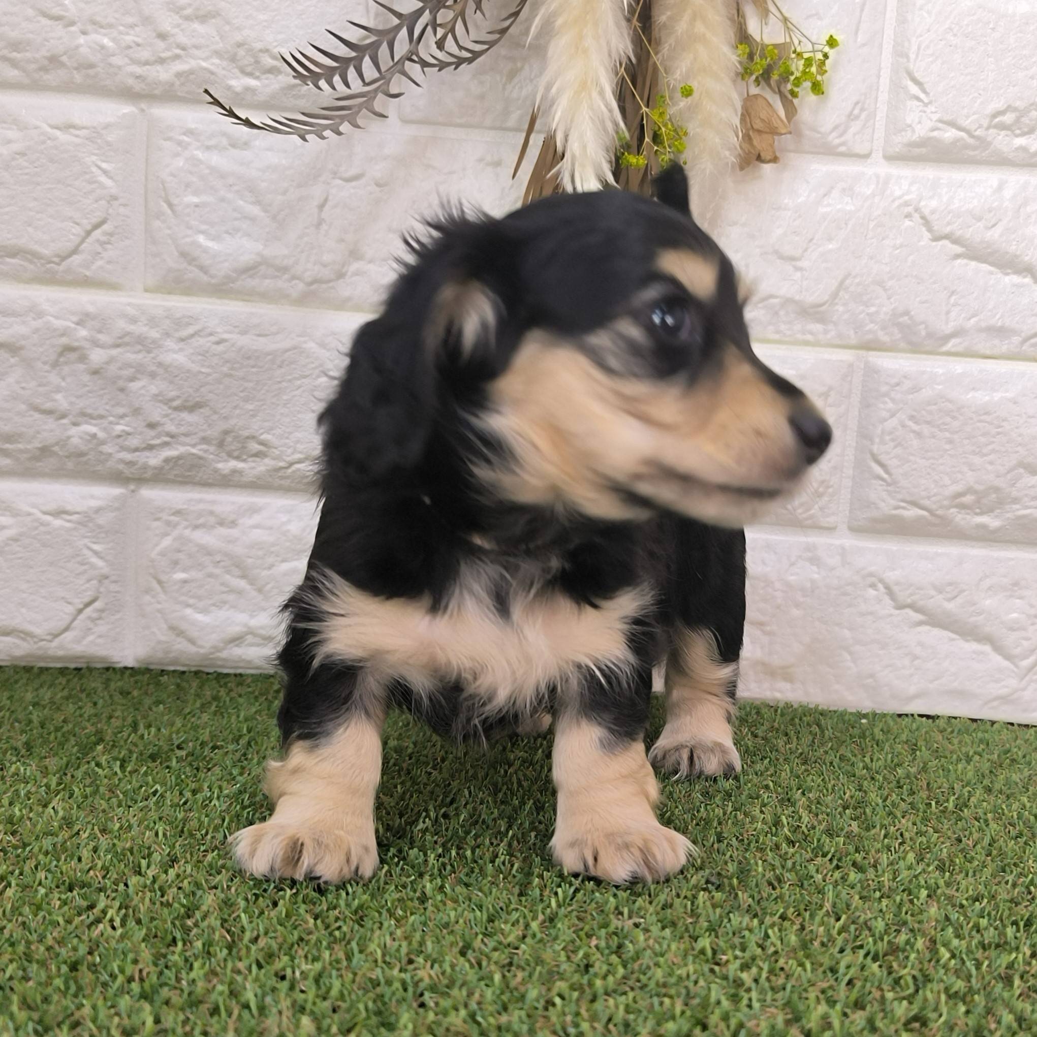 母犬 せりの写真 5枚目