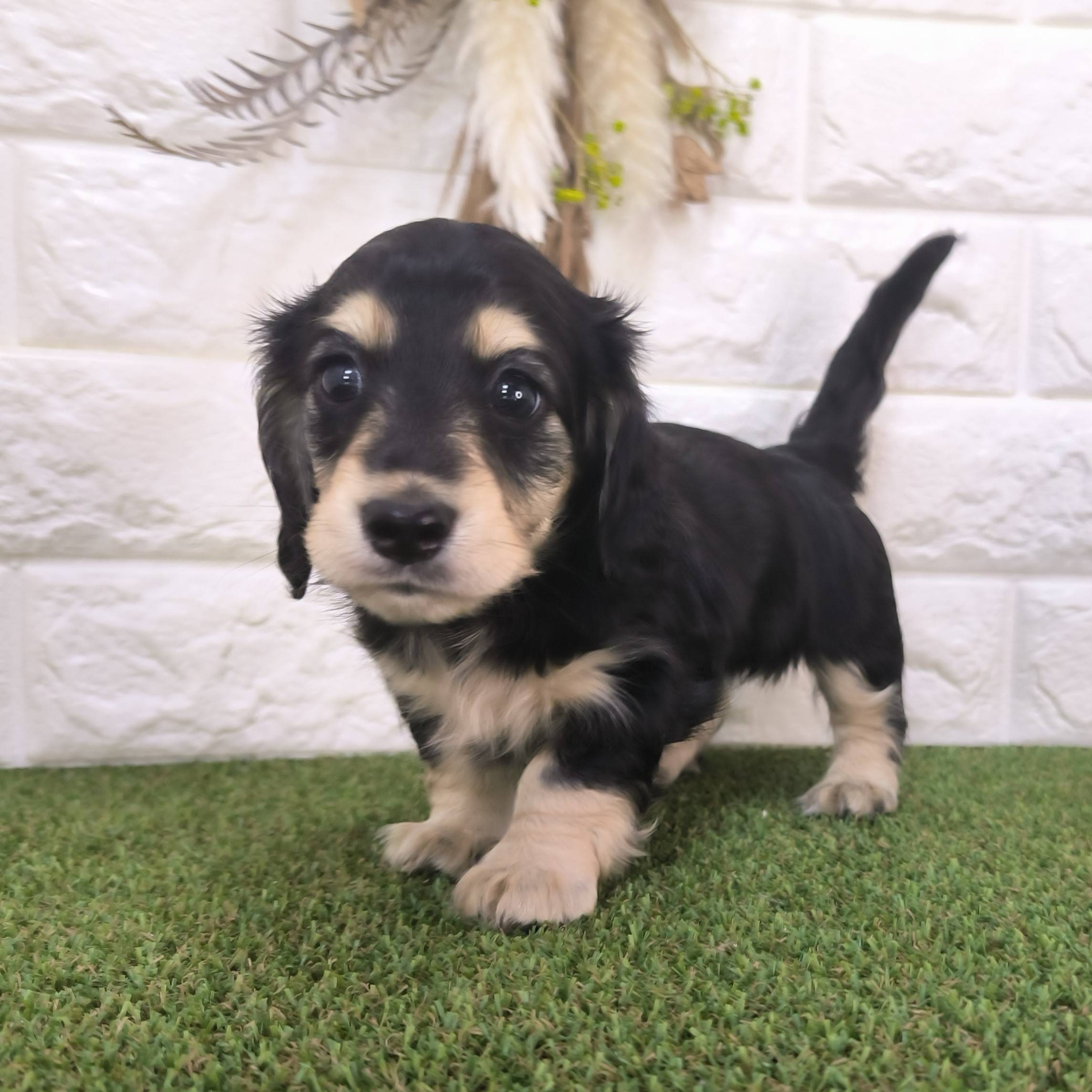 母犬 せりの写真 1枚目