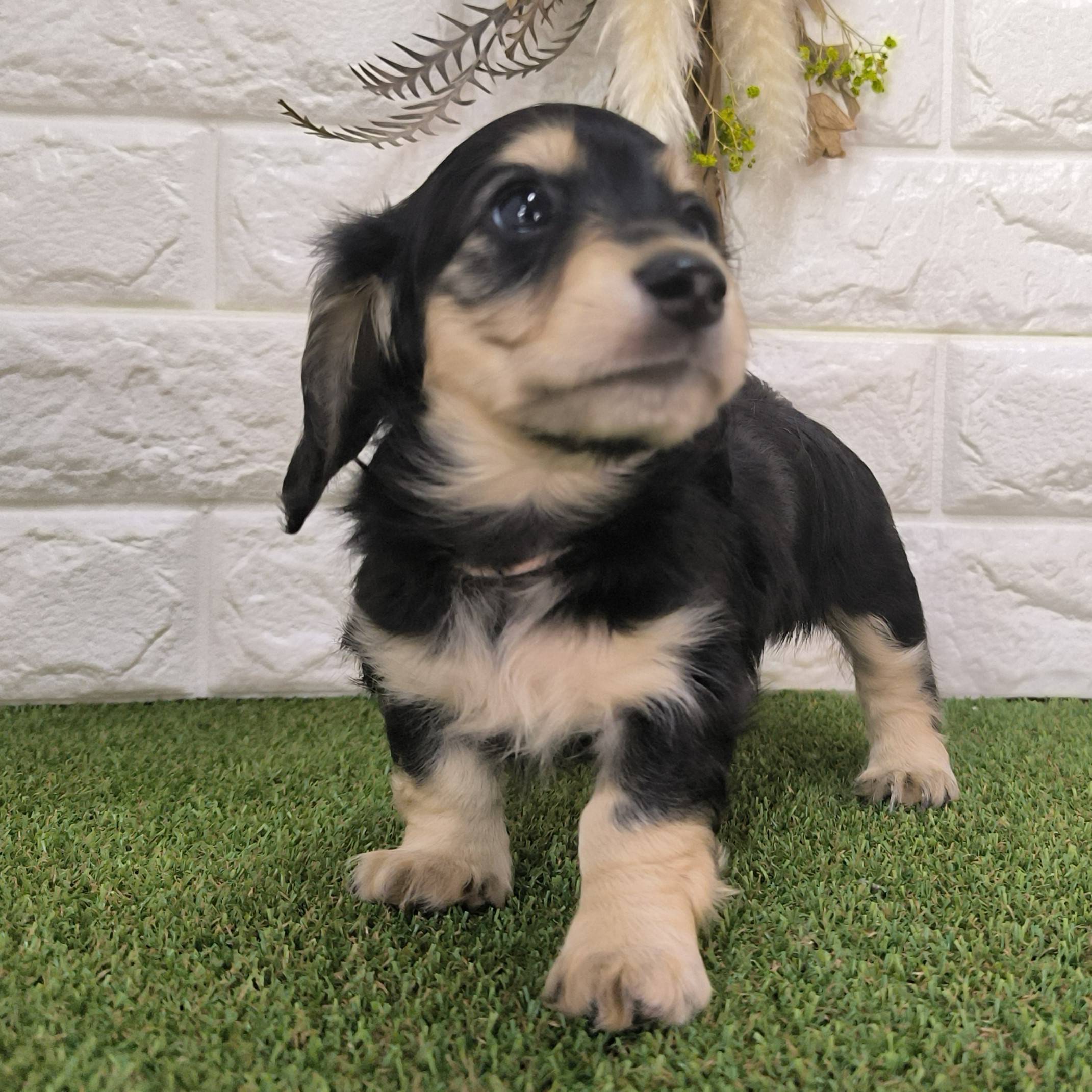 母犬 せりの写真 3枚目