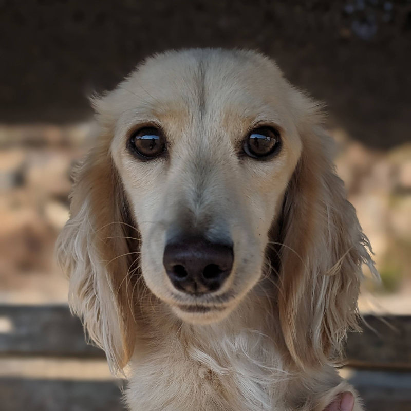 母犬 あせびの写真 1枚目