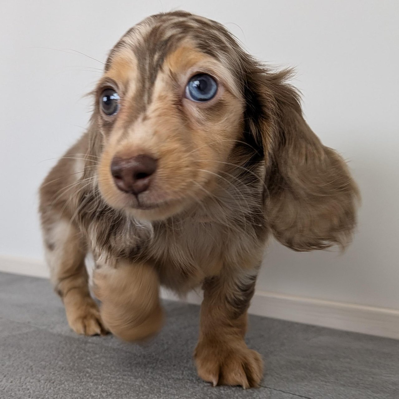 ミニチュアダックスフンドの子犬｜宮崎のブリーダー直販｜nook犬舎