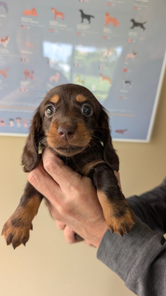 母犬 さつきの写真 1枚目