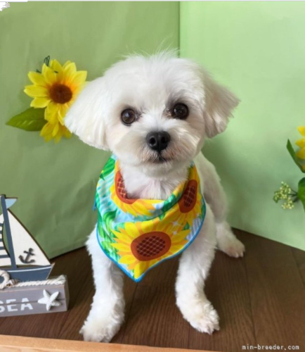 父犬 トニーの写真 1枚目