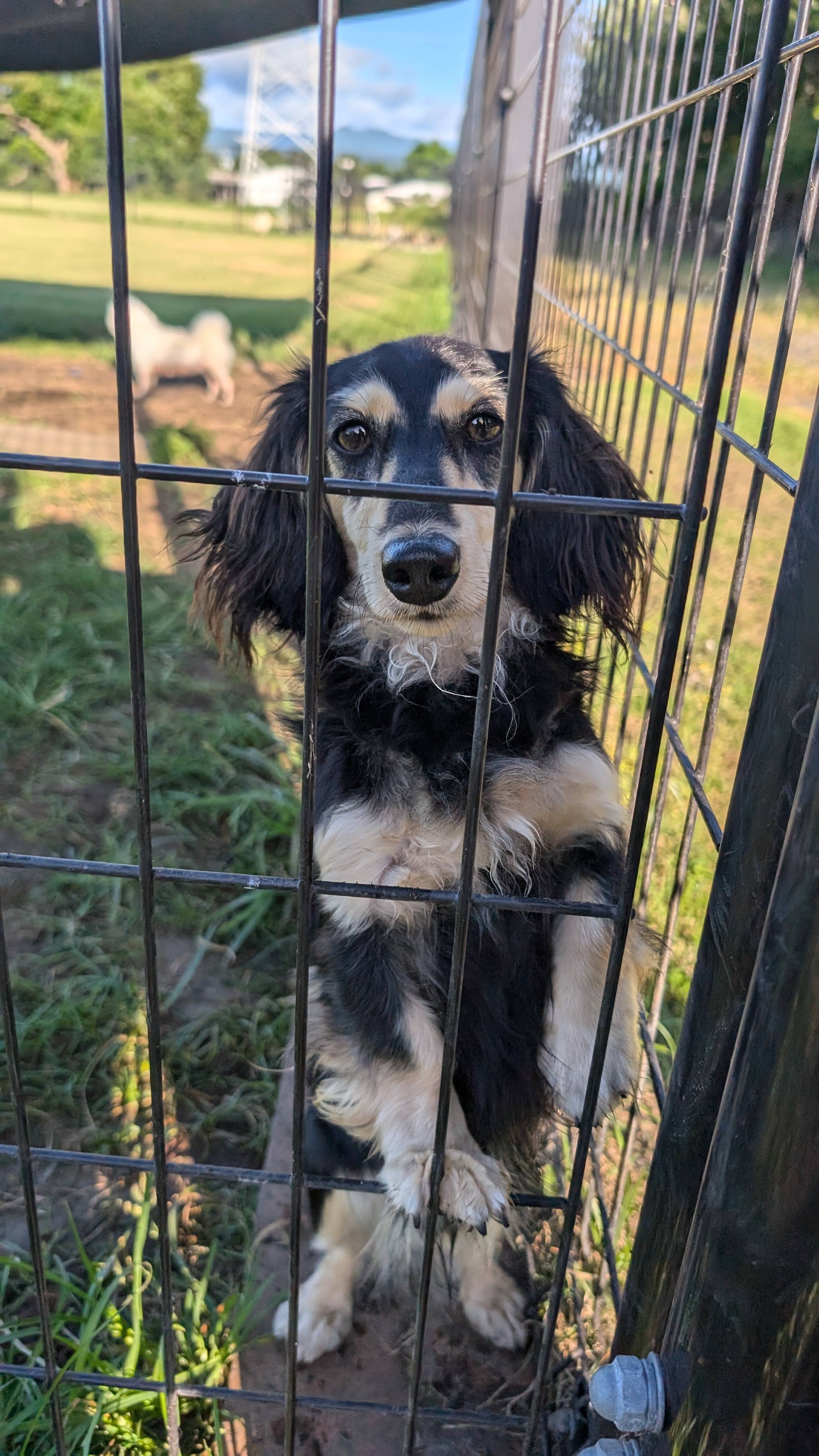 父犬 マイケルの写真 1枚目