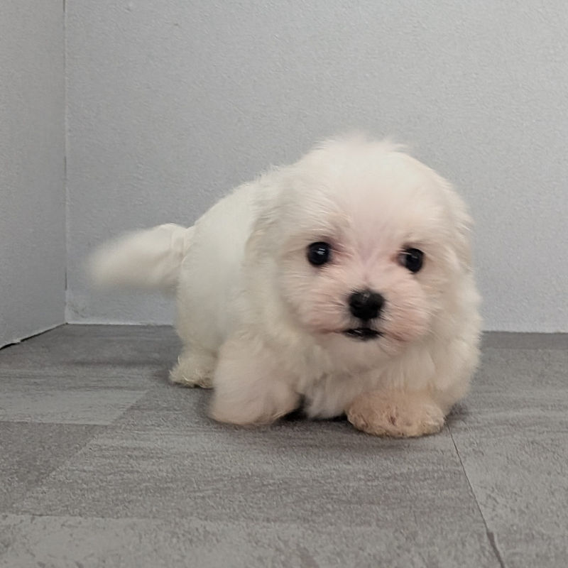 マルチーズの写真 1枚目