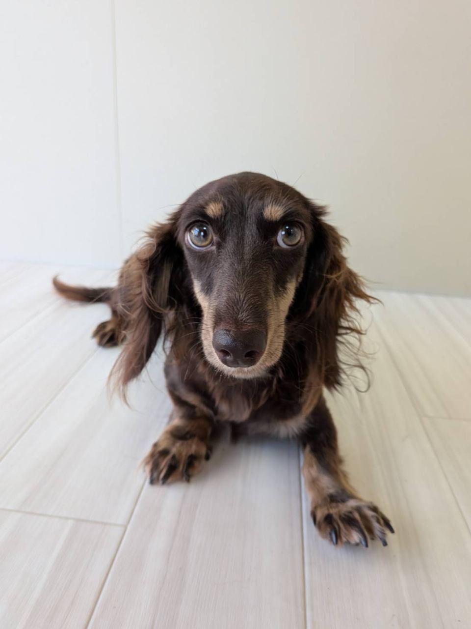 母犬 なつめの写真 3枚目