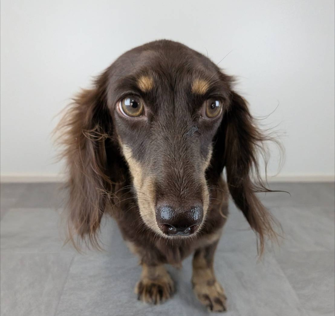 母犬 なつめの写真 2枚目