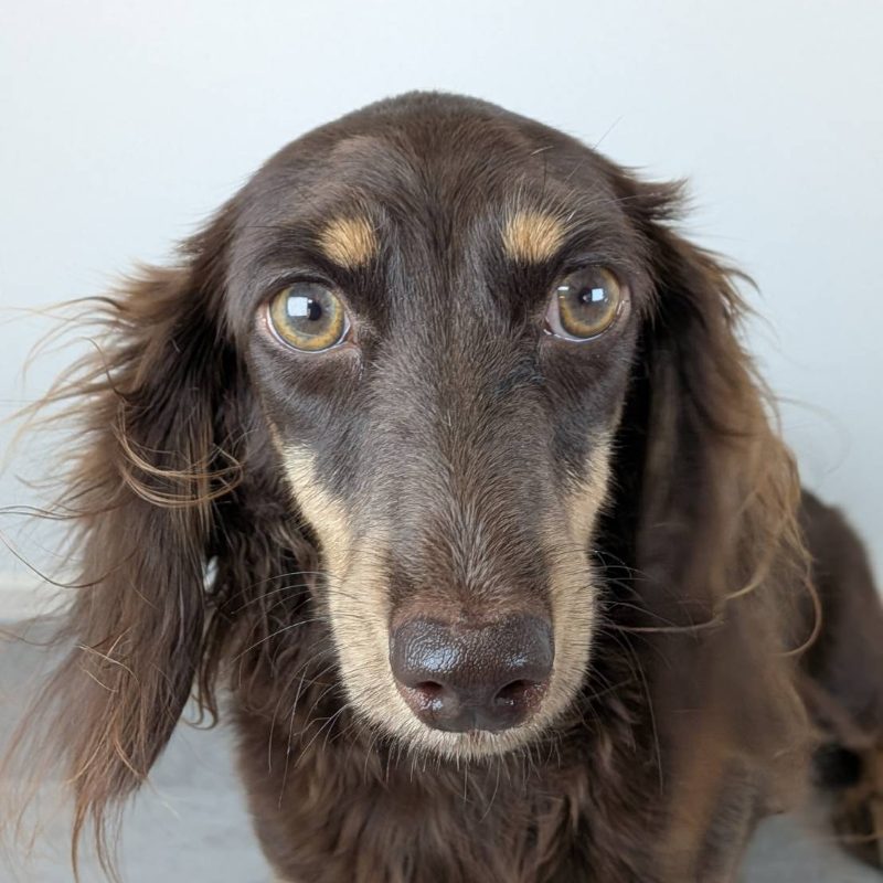 母犬 なつめの写真 1枚目