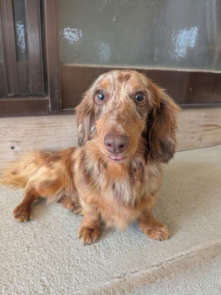 父犬 ラブルの写真 1枚目