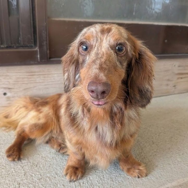 父犬 ラブルの写真 1枚目