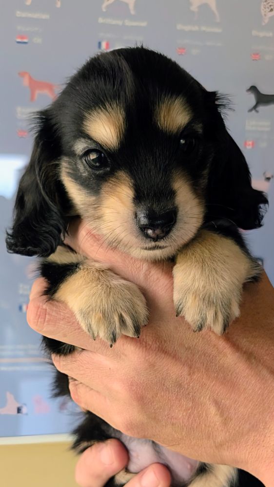 母犬 かりんの写真 1枚目
