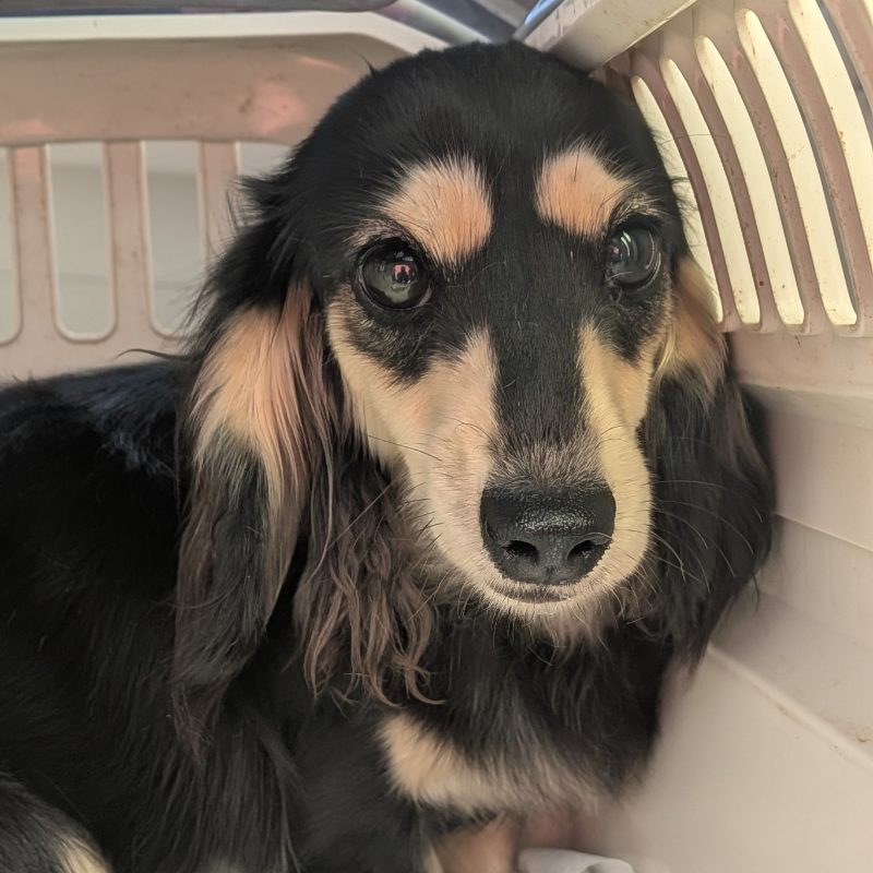 母犬 かりんの写真 2枚目