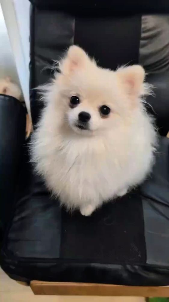 母犬 おこわの写真 1枚目