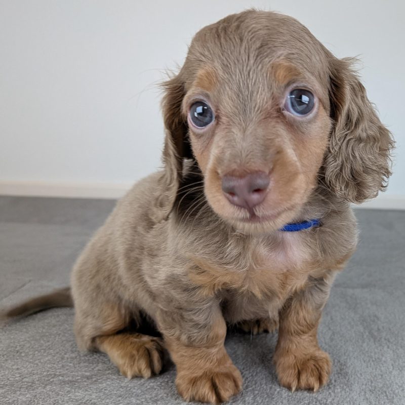 ミニチュアダックスフンドの子犬｜宮崎のブリーダー直販｜nook犬舎