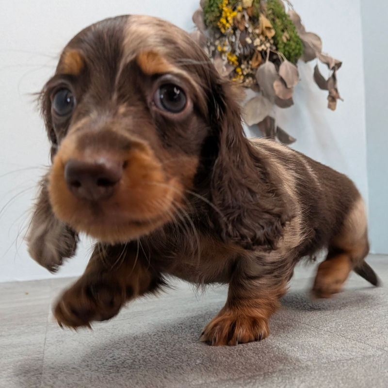 ミニチュアダックス ミニチュアダックスフンドの子犬｜宮崎のブリーダー直販｜nook犬舎