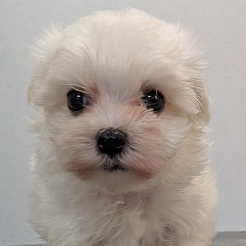 マルチーズのサムネイル